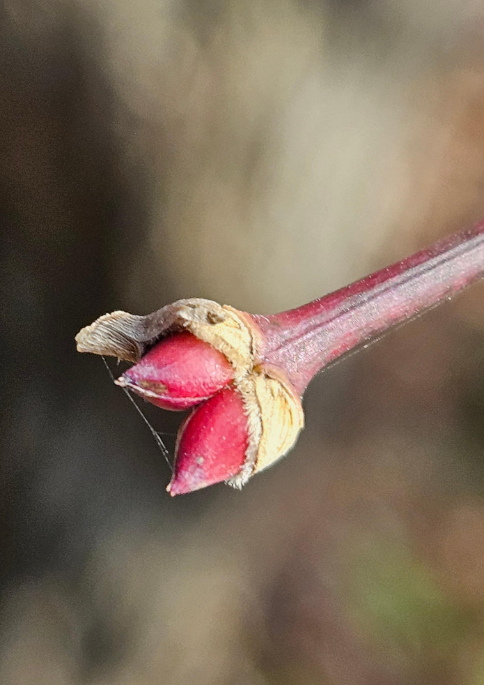 단풍나무 겨울눈1
