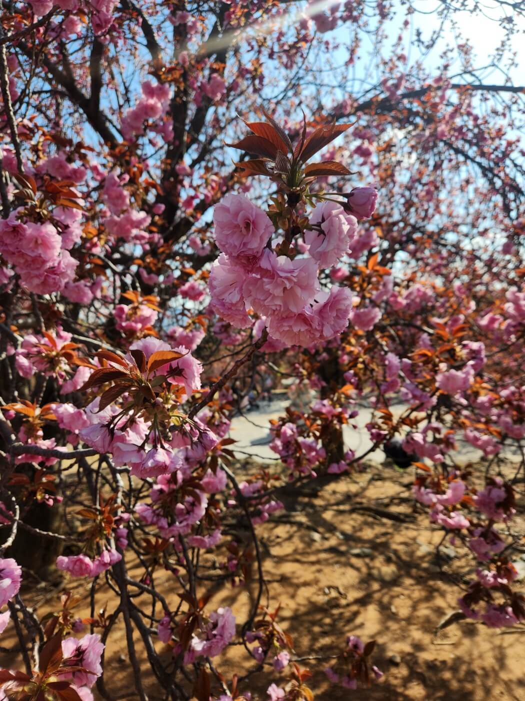 겹벚꽃4월15일자