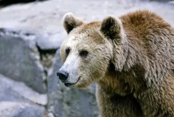 우수리 불곰 특징 성격 서식지_26
