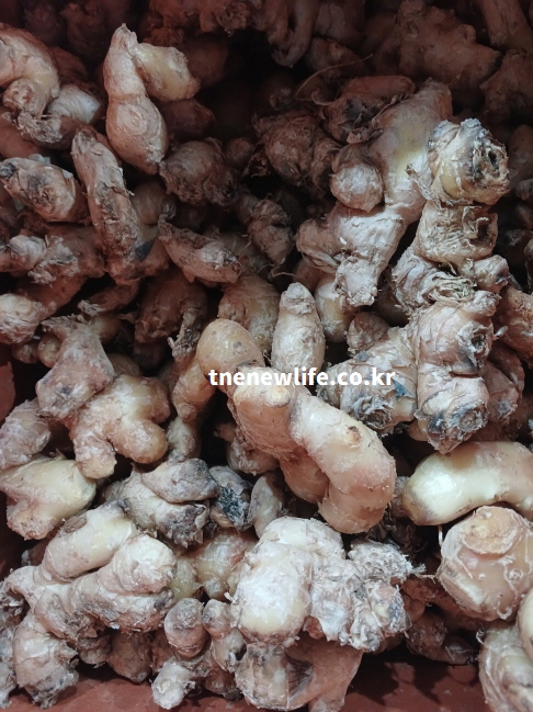 생강 효능의 영양 성분이 풍부한 자연 그대로의 실물 사진