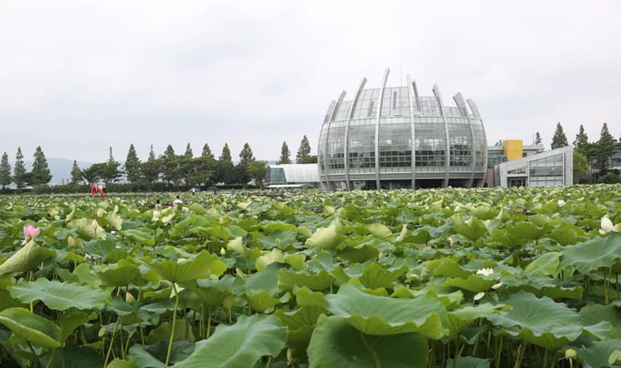 무안 회산 백련지