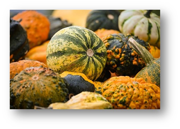 단호박은 가을철 대표적인 영양 식재료