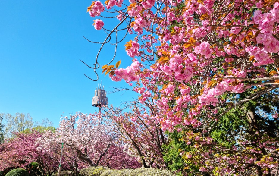 부산민주공원 겹벚꽃