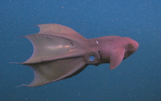 흡혈오징어의 숨겨진 비밀과 생존 방식