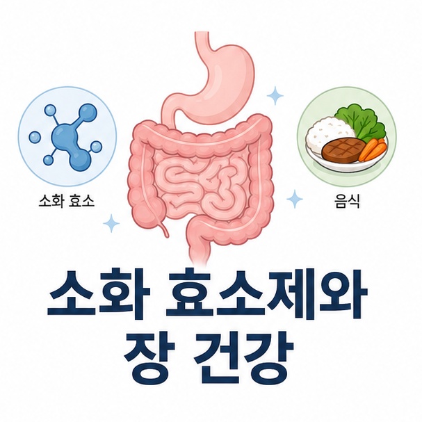 위와 장, 음식, 효소 아이콘으로 표현한 소화 효소제와 장 건강 안내 이미지