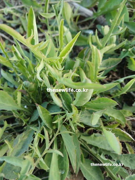 씀바귀 효능 혈관 건강 시나로사이드