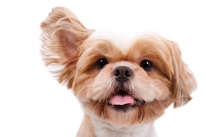 쳐다보는 강아지