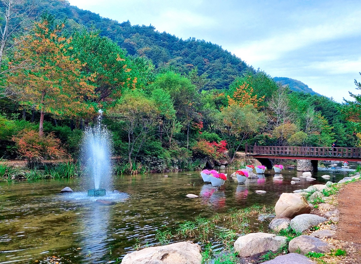 다시 찾아간 2024 인제 가을꽃축제: 국화&amp;#44; 야생화&amp;#44; 수변산책로&amp;#44; 숲 속 꽃길의 매력