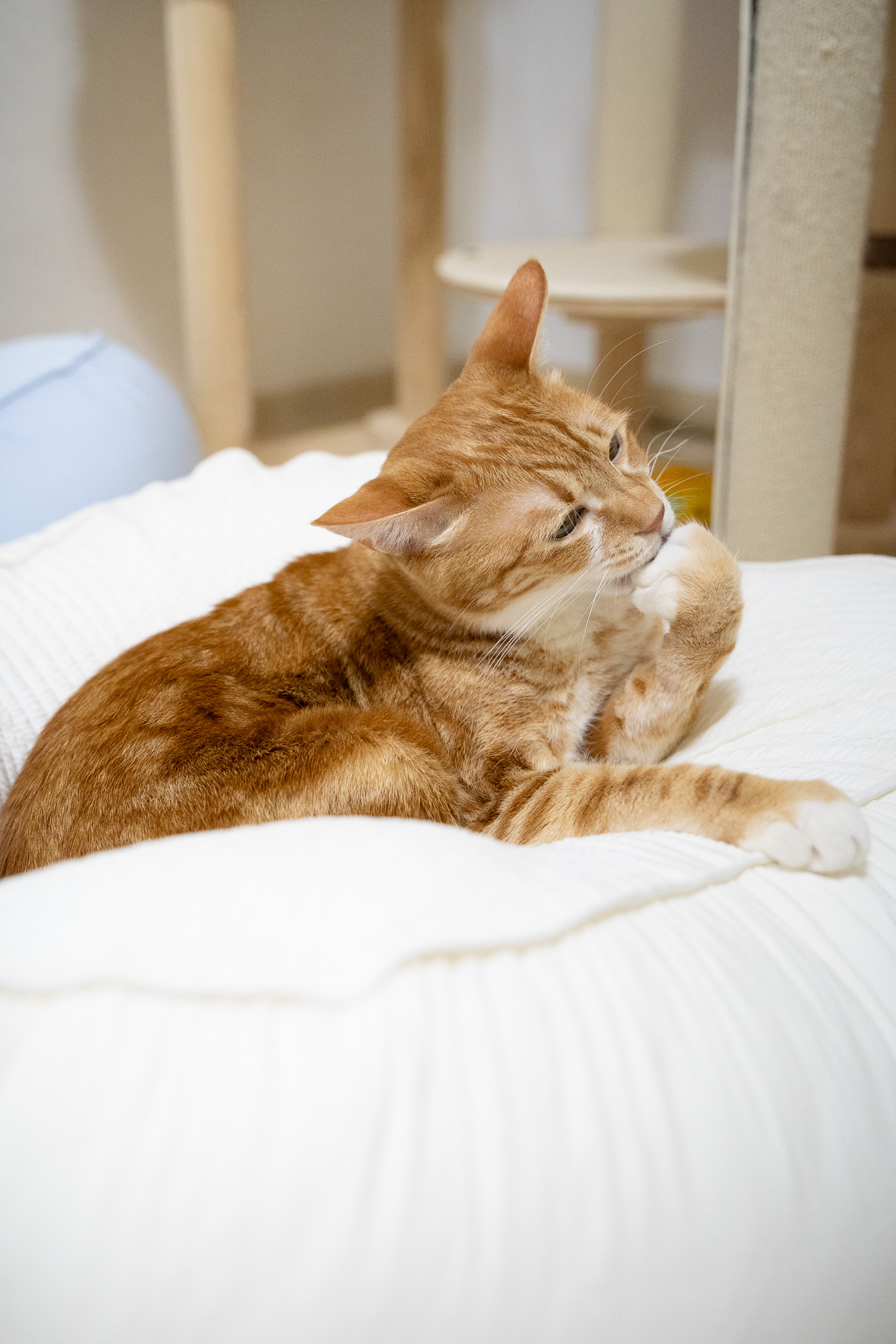 고양이 환절기 털관리, 꼭 필요한 이유