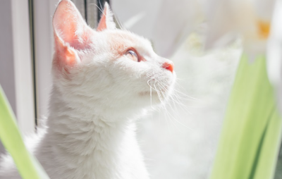 흰 고양이가 창가에서 밖을 내다보고 있다