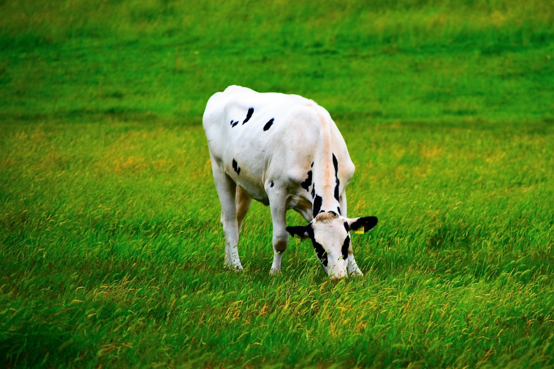 Livestock