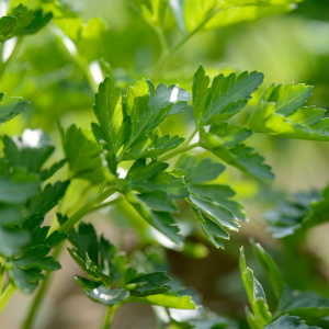 저나트륨-식품-바질