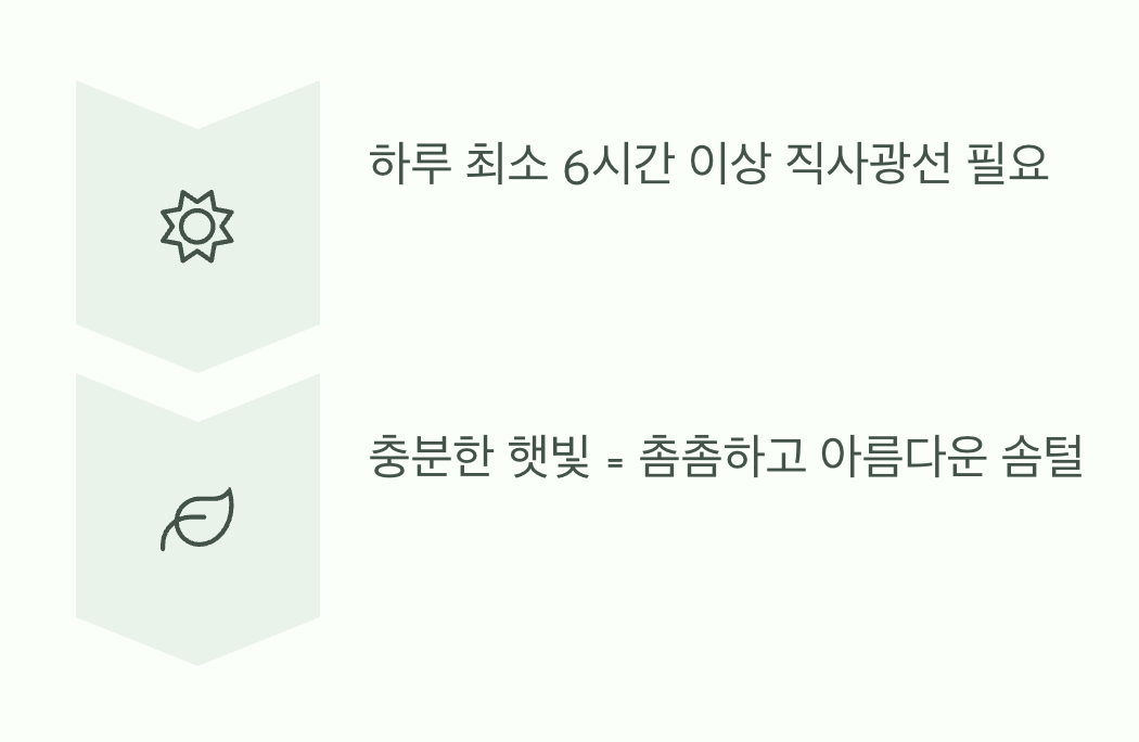 실수 셋: 햇빛 부족, 웃자람의 비극