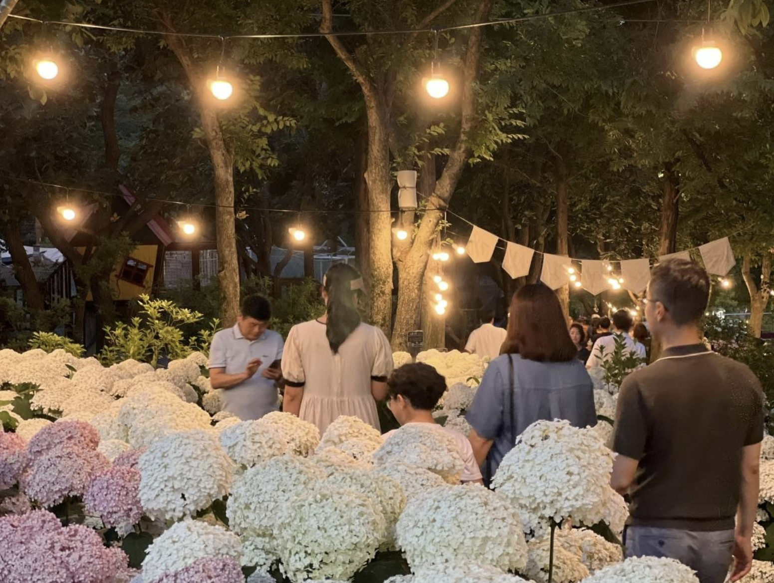 가평 아침고요수목원 수국축제 야경