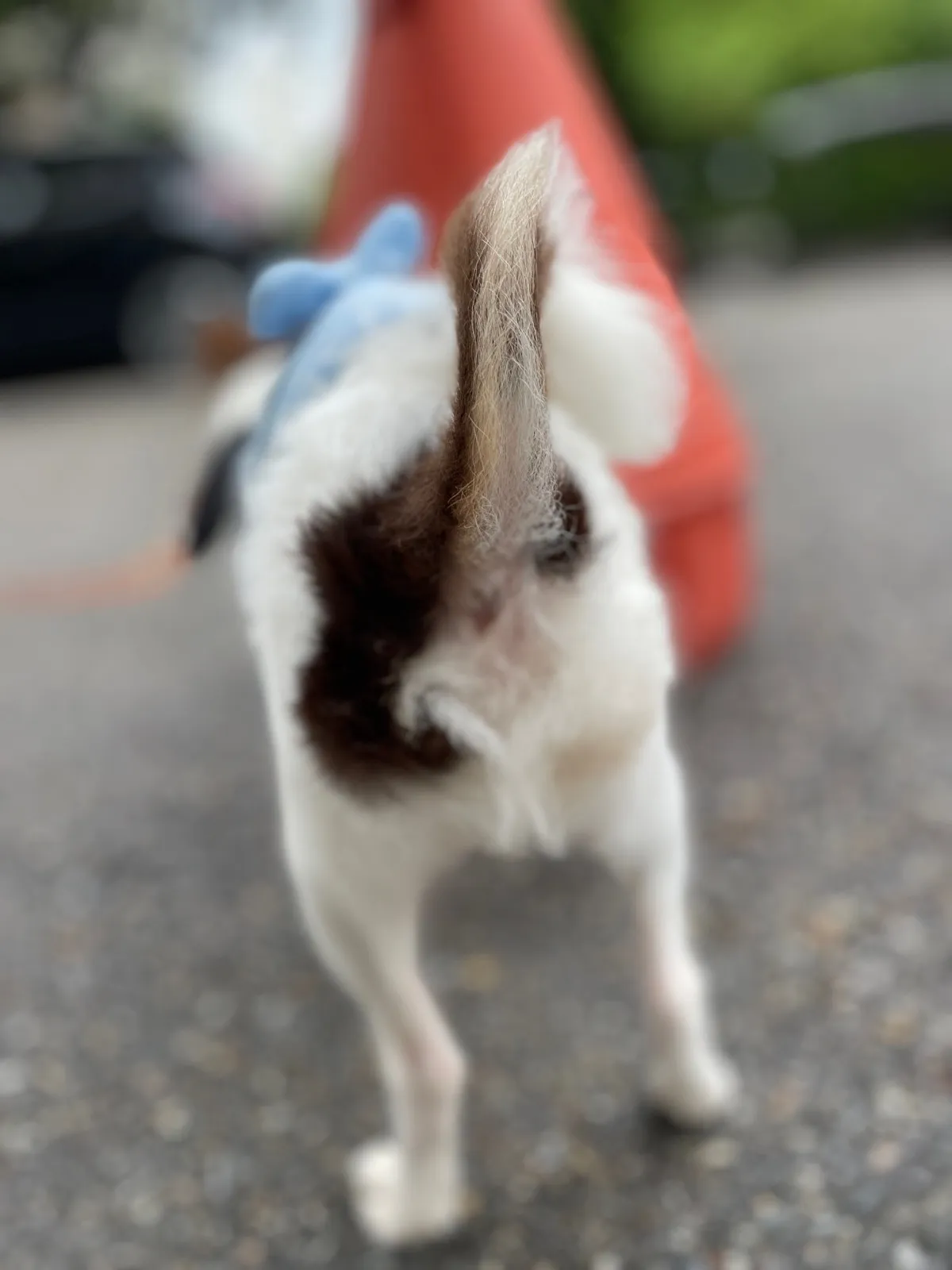 강아지 엉덩이 들이미는 이유 애정표현인지_3