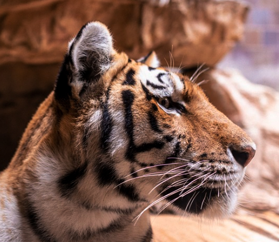 2023년 호랑이띠운세