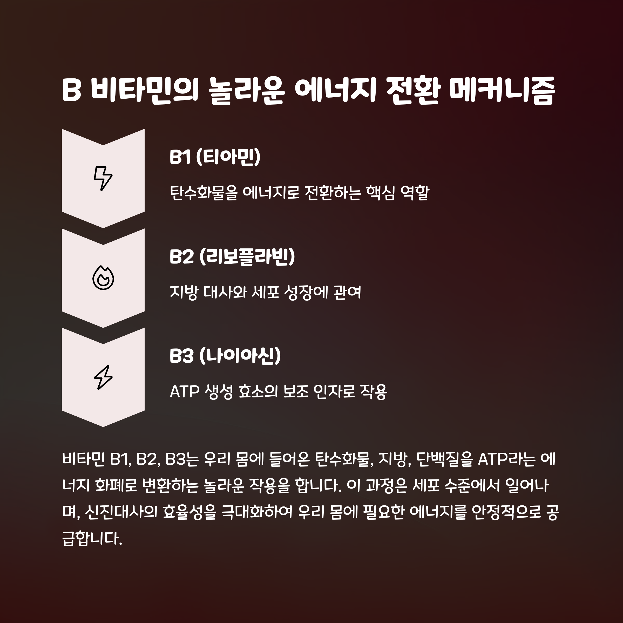 비타민 B1, B2, B3의 에너지 전환 메커니즘을 설명하는 인포그래픽 - 탄수화물, 지방 대사, ATP 생성 관련 설명 포함