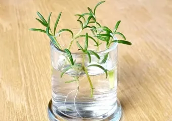 로즈마리 재배 삽목 번식 배수성 좋은 흙 관리_5