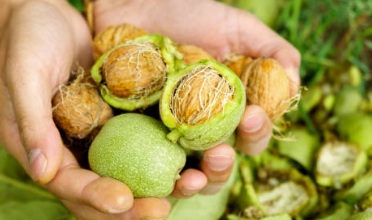 호두 효능 호두 하루 섭취량 칼로리 호두나무 재배 방법