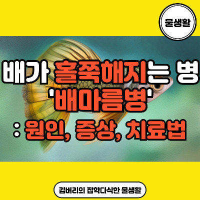 구피 배마름병