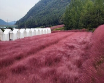 고창 핑크뮬리 축제_13