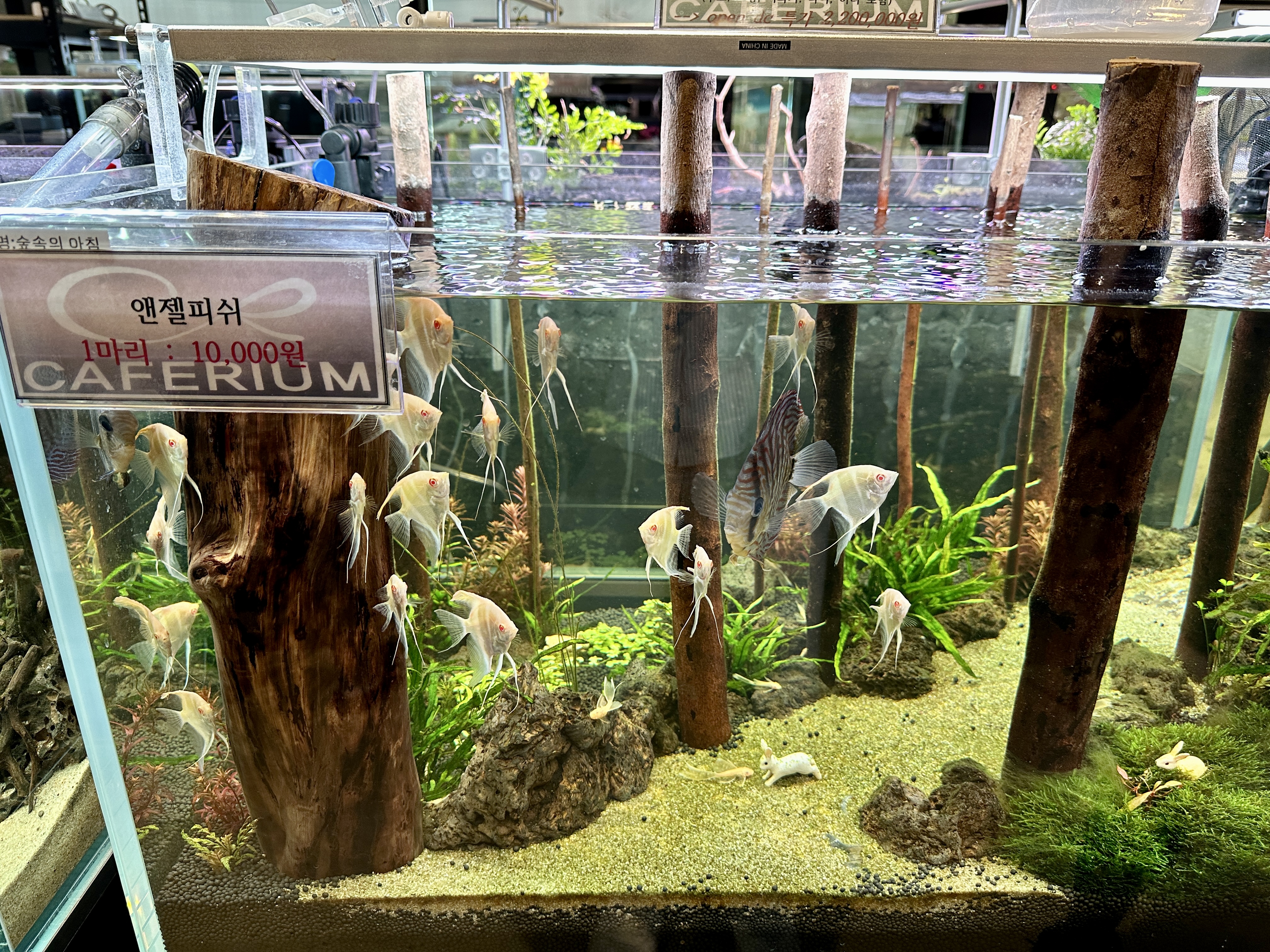 춘천 카페리움 수족관