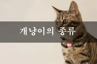 &amp;quot;개냥이