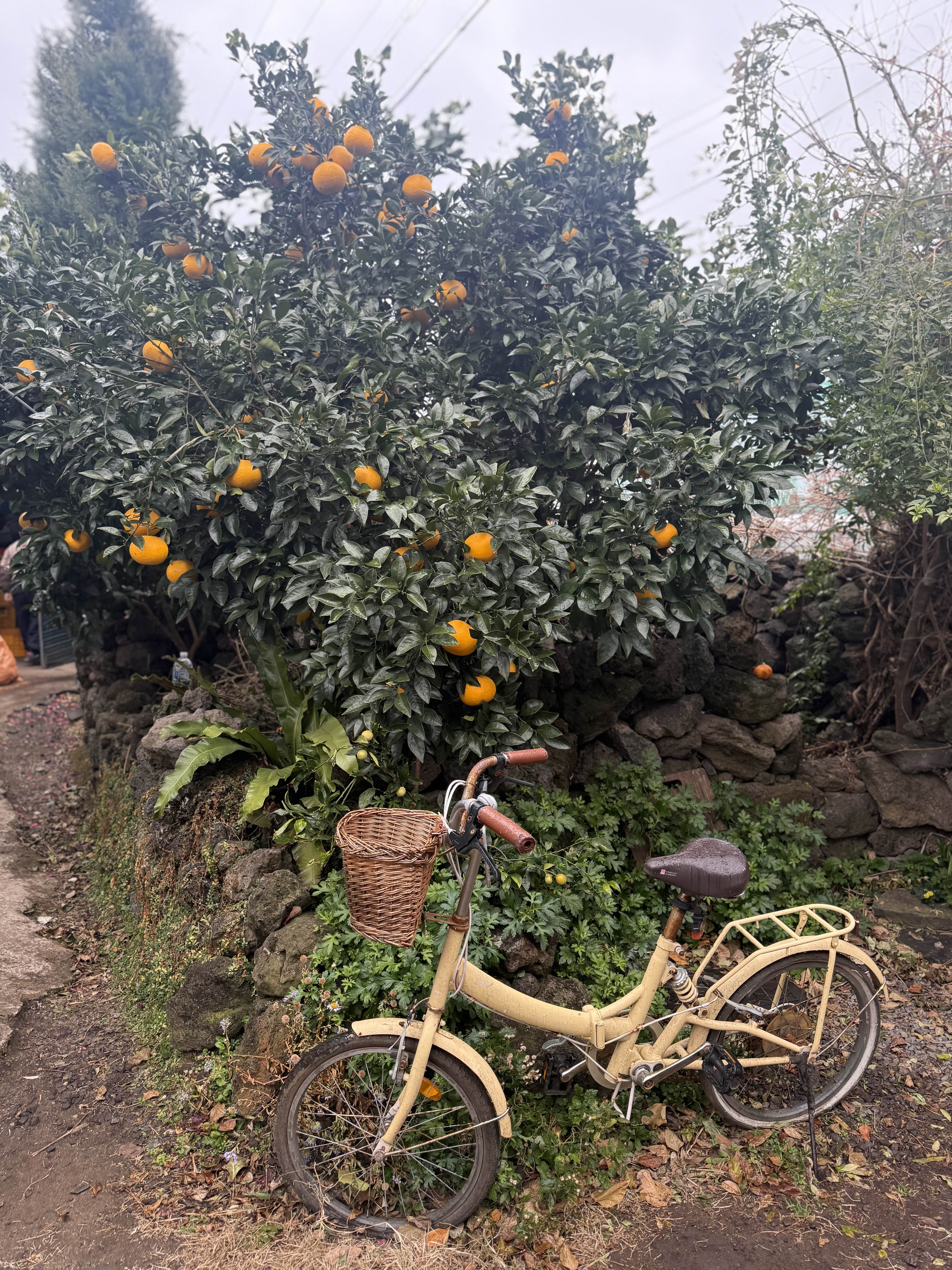 제주 귤꽃다락 정원