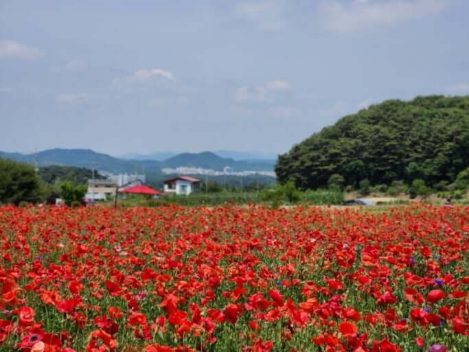 2025 원주 용수골 양귀비축제 총정리 사진
