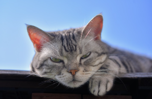 맑은 날씨에 졸려 보이는 고양이