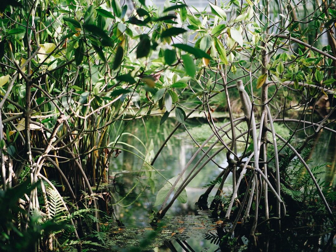 Mangroves