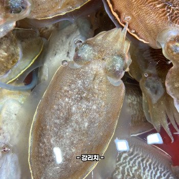 갑오징어 데치는법