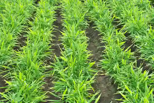 생강의 효능과 섭취방법&amp;#44; 부작용과 주의사항