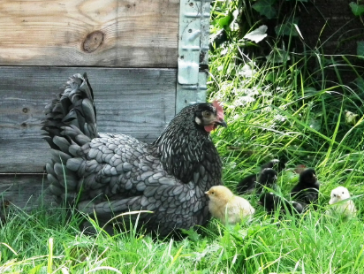 2025년 6월 닭띠 생년별 운세