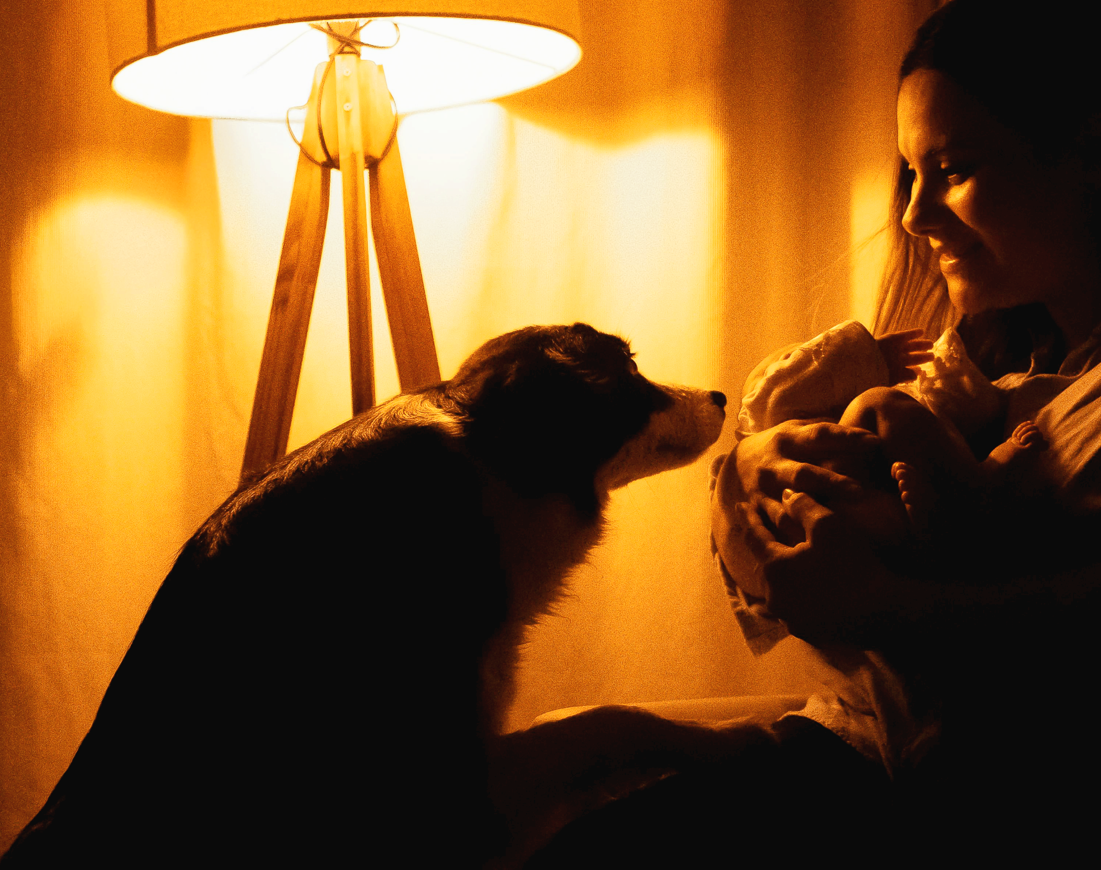 반려동물이 야간에만 창문 근처를 경계하는 행동의 감각적 원인 분석과 보호자 대응 가이드