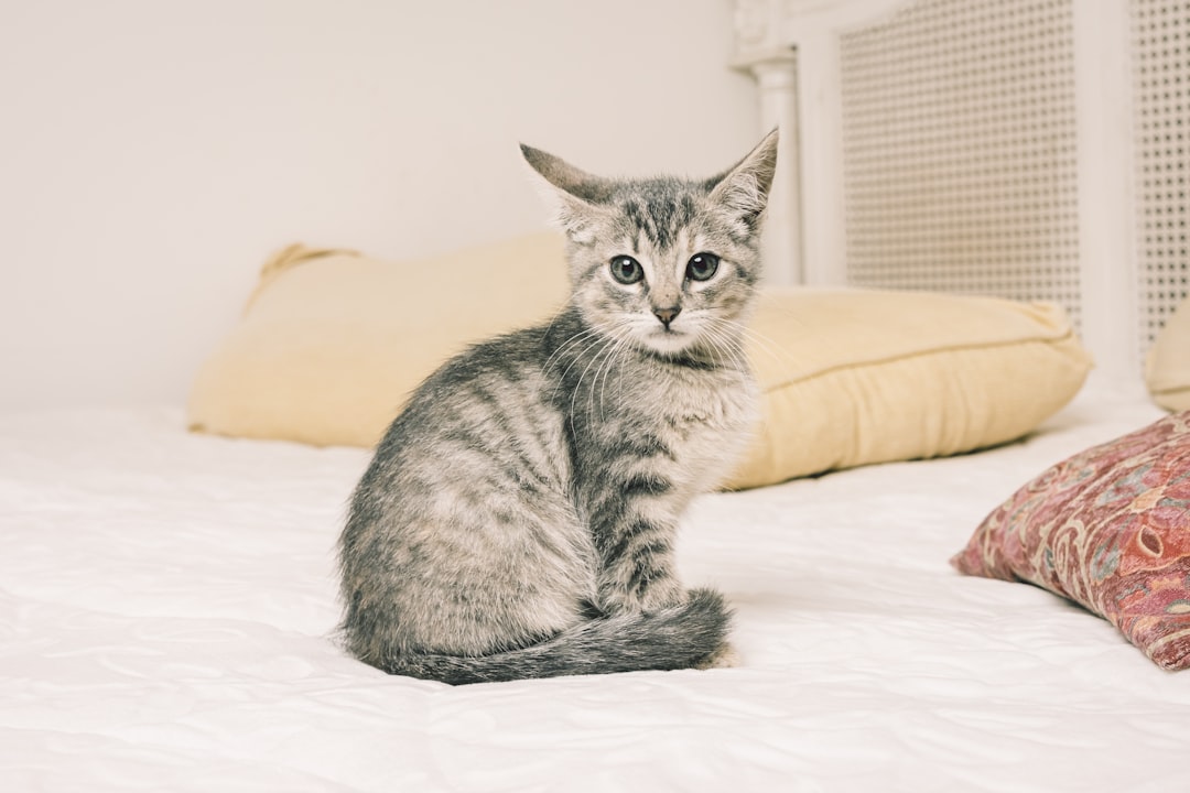 Kitten