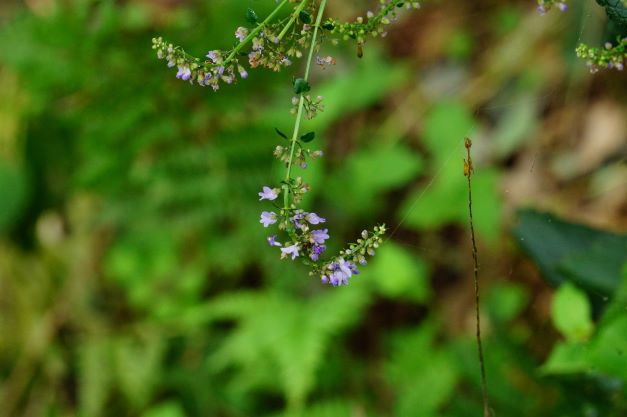 산박하 보라색 꽃