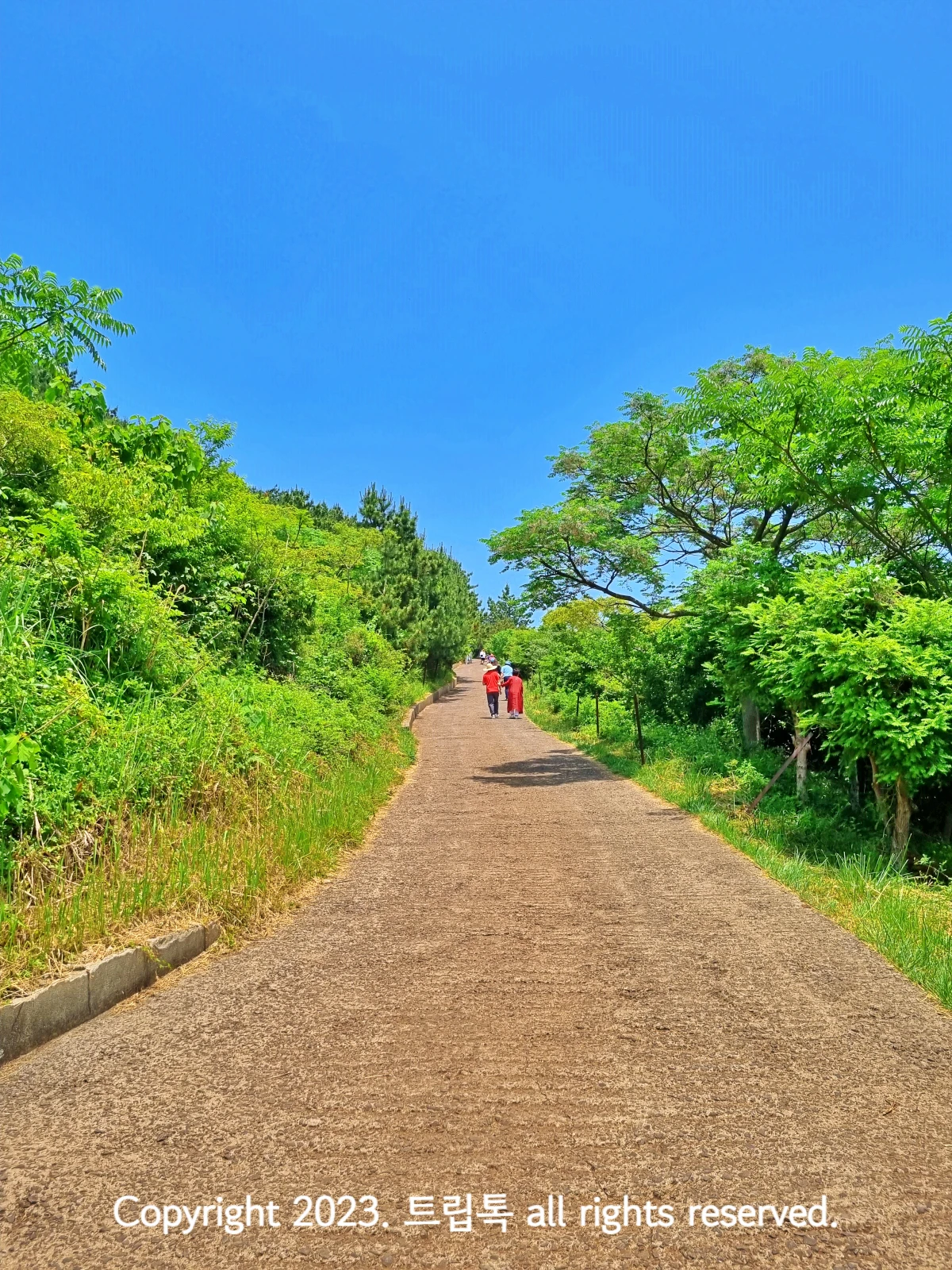 파란하늘과 양옆에 나무가 있고 가운에 시멘트 포장이 된 길이 있다