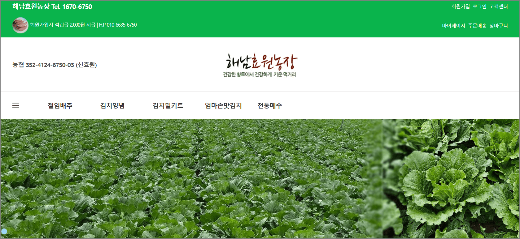 해남절임배추