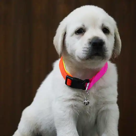 반려견 동물등록