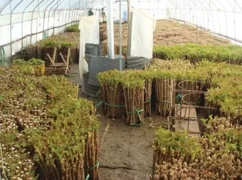 두릅 재배 순 수확 시기 가지치기 겨울 보온_9