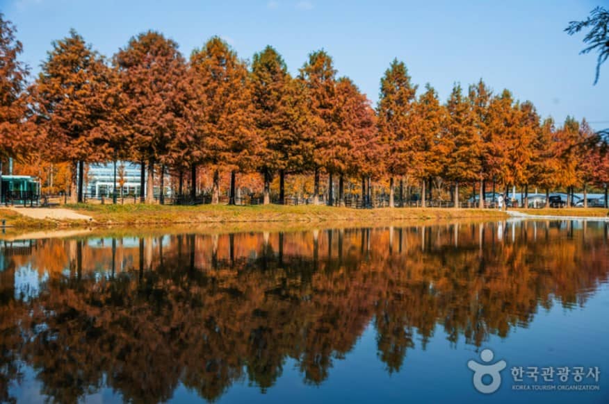 아름다운-담양-메타세쿼이아-길의-모습