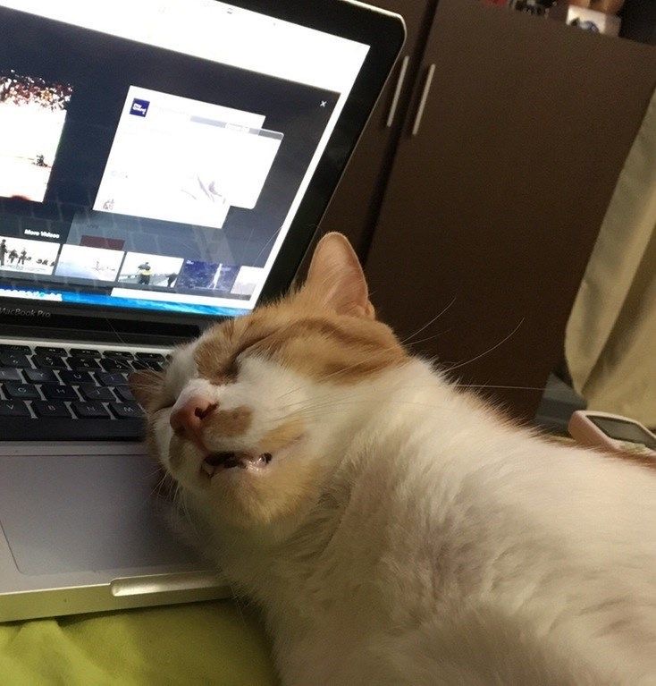 고양이-사진