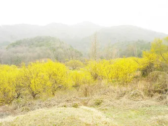 산수유 재배 개화기 관리 결실 유도 열매 건조_13