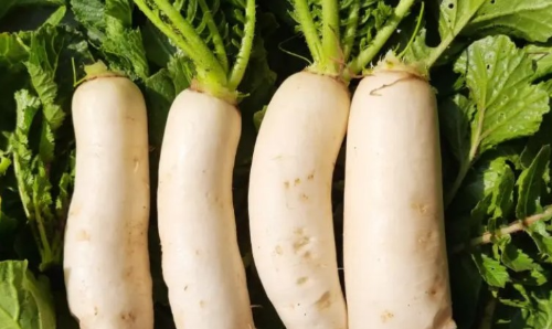 환절기 비염에 좋은 음식