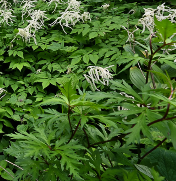 눈개승마 