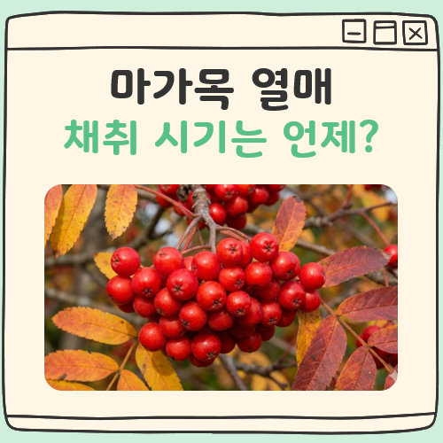 마가목 열매 채취시기 대표 이미지