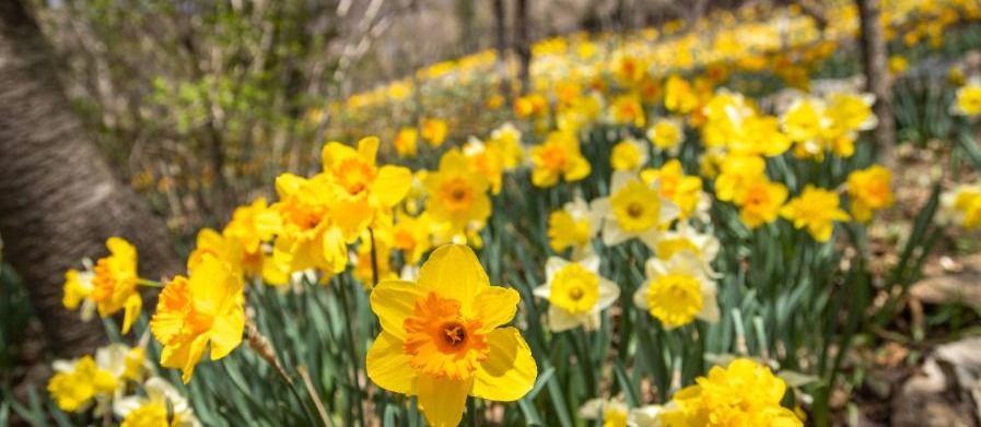 봄에 꼭 가야 할 화담숲 (수선화, 나들이, SNS핫플)