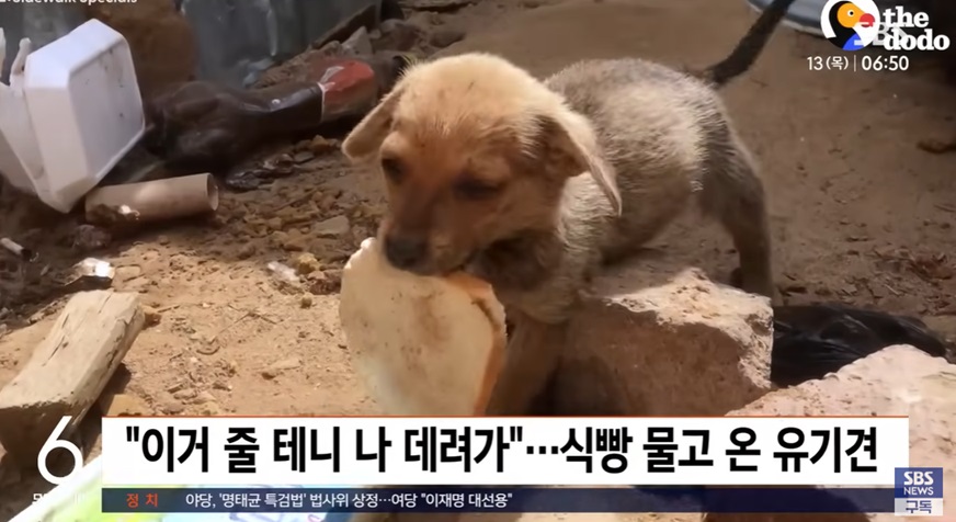 유기견의 특별한 선물