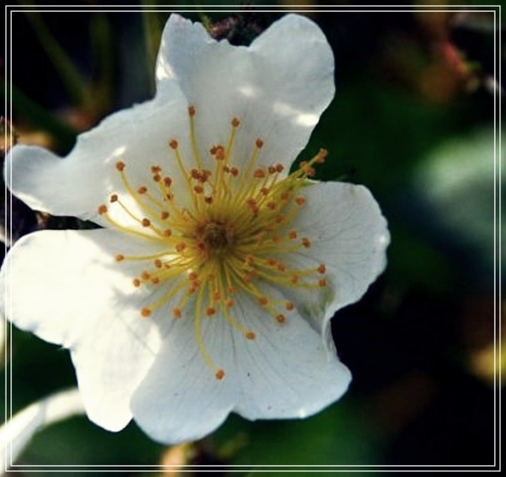 찔레순의 놀라운 효능